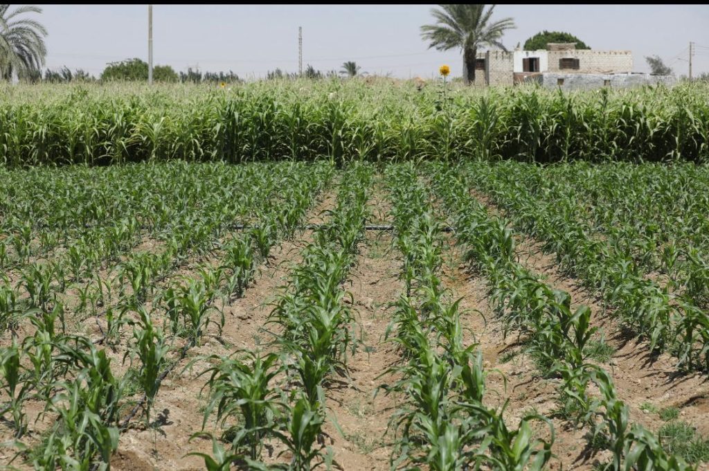 محطة مصر نيوز - تزامنا مع الأسبوع العالمي للمياه برنامج ”عايشين بخيرها” ينجح فى ترشيد أكثر من 300 مليون لتر من المياه في المنيا