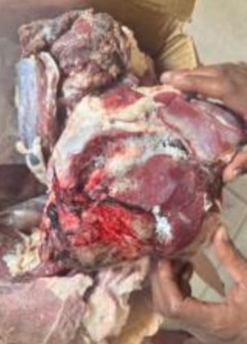 أخبار مصر - ضبط 121 طن لحوم بلدية مجمدة مجهولة المصدر داخل ثلاجة بالعبور | صور