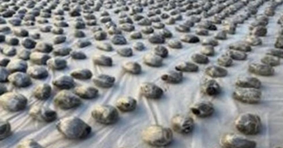 بـ150 مليون جنيه.. ضبط 6 متهمين بحوزتهم 2 طن مخدرات أخبار مصر - بـ150 مليون جنيه.. ضبط 6 متهمين بحوزتهم 2 طن مخدرات