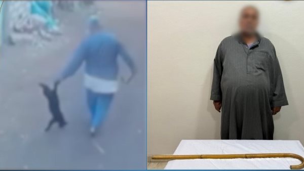 القبض على عامل لتعديه على قطة بعصا خشبية بالشرقية أخبار مصر - القبض على عامل لتعديه على قطة بعصا خشبية بالشرقية