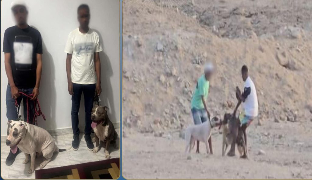 أخبار مصر والعالم لحظة بلحظة - ضبط شخصين بالبحر الأحمر لاعتدائهما على كلب ضال باستخدام كلبين حراسة