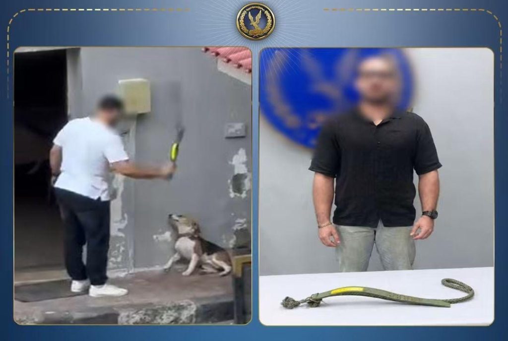 أخبار مصر - فيديو يوثق التعدي على كلب بالإسكندرية.. وضبط فرد أمن
